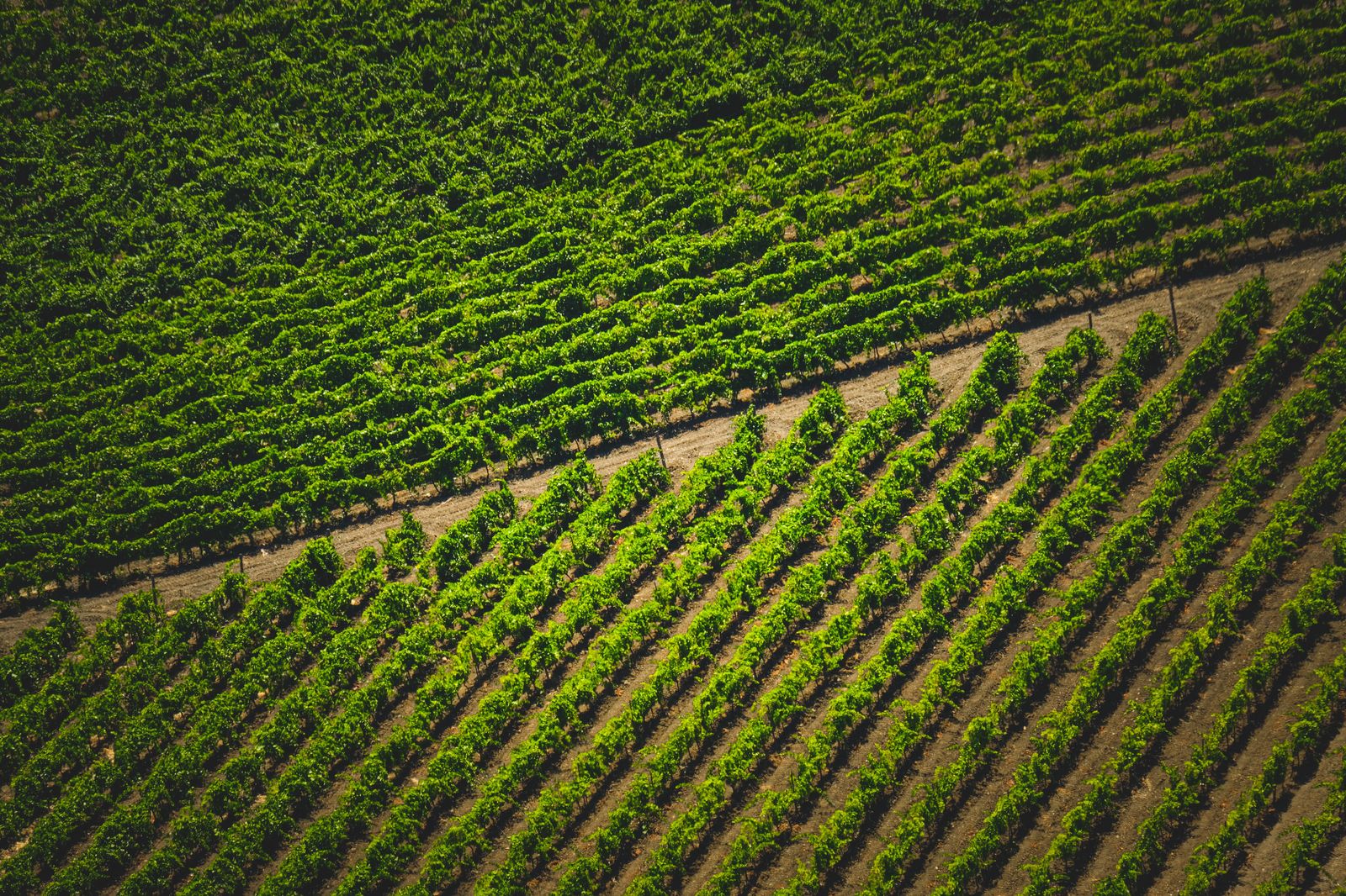 Niagara's vineyards are a favourite day out for Dutch visitors