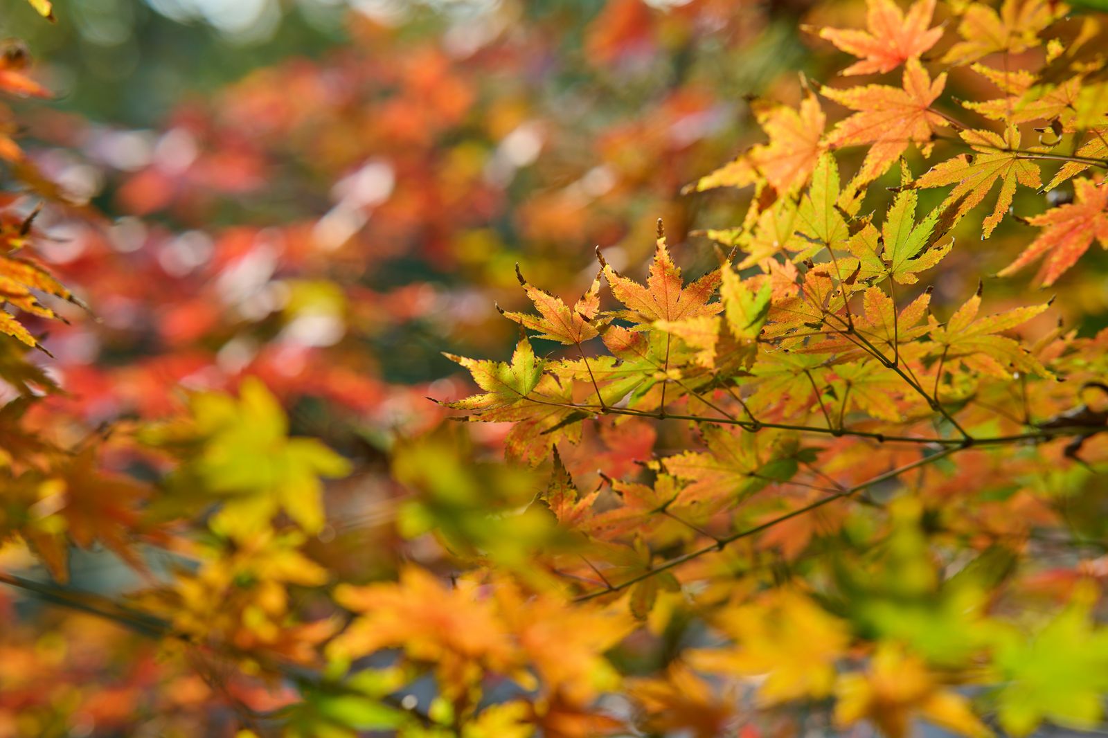 A Japanese-style garden in autumn, a reminder that many Tokyo visitors come to Ontario for the fall colours