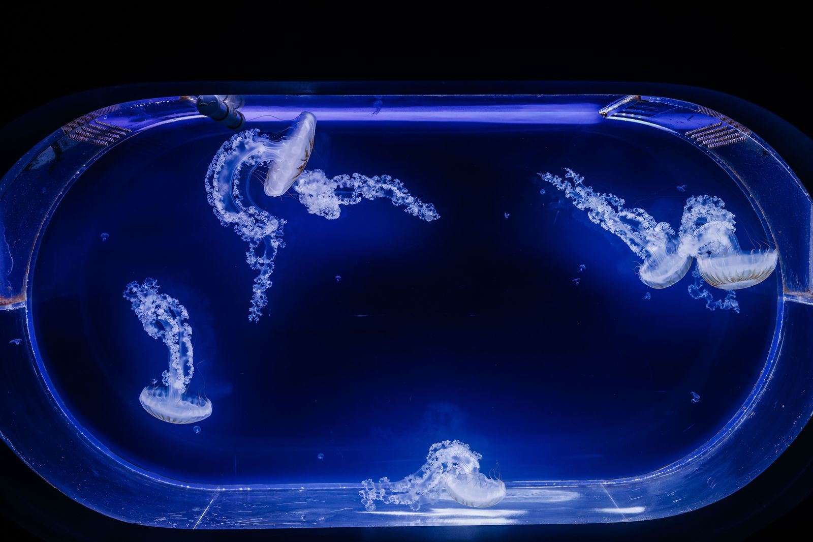 The jellyfish gallery is one of the calmer, slower corners of the aquarium