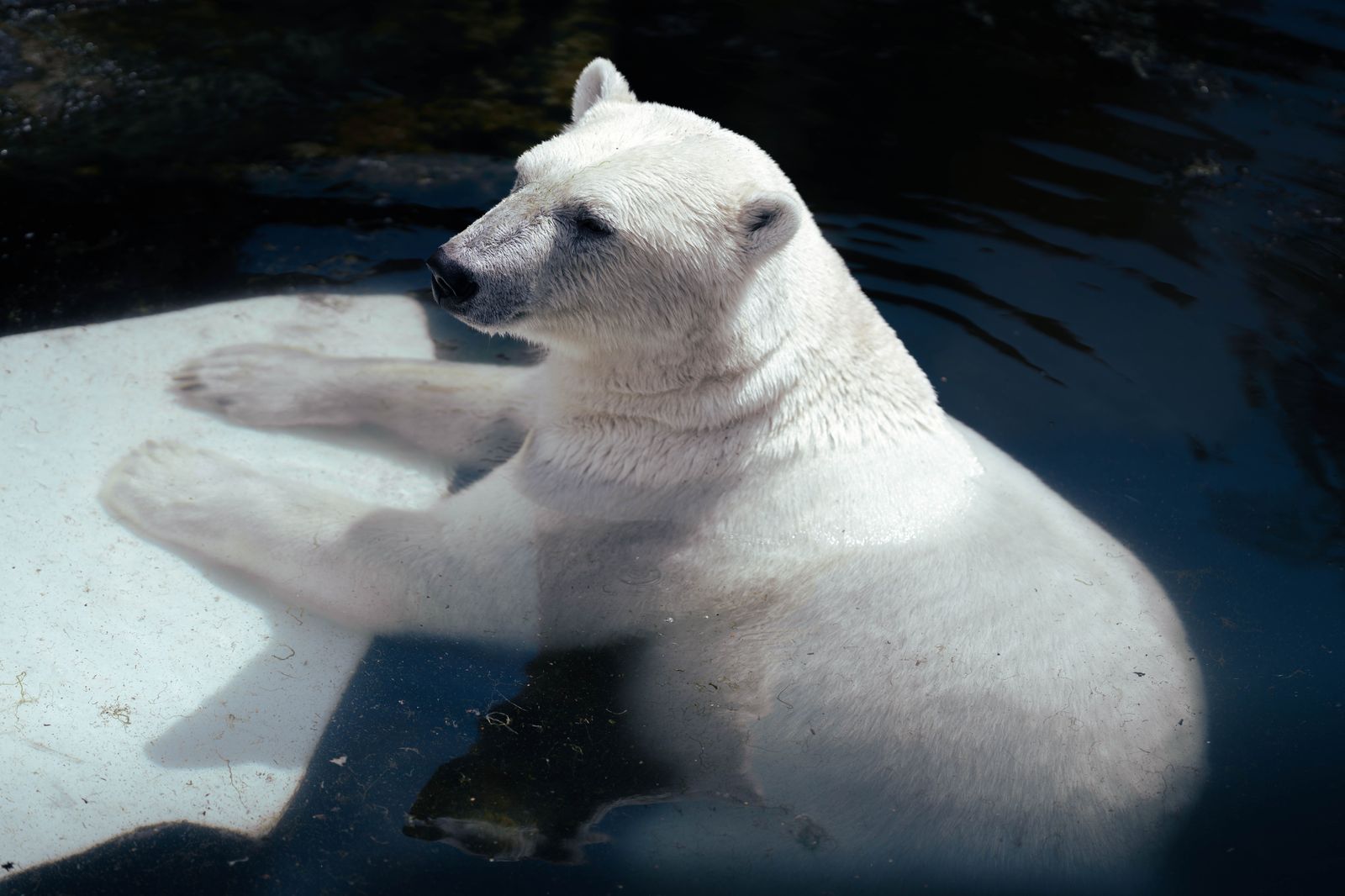 A polar bear swimming in the zoo's Tundra Trek area