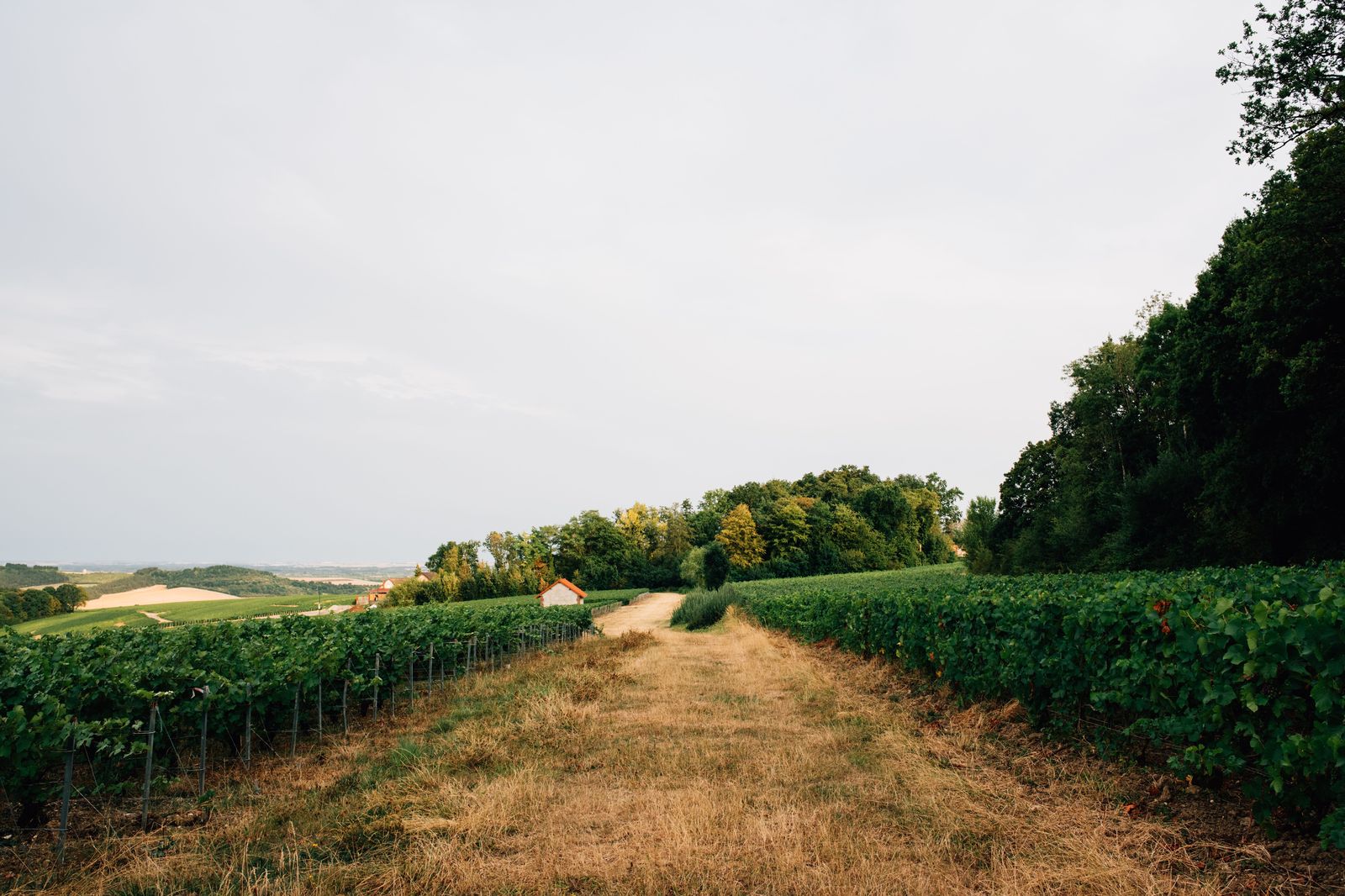 Vineyard rows in summer on a Niagara wine-country day trip