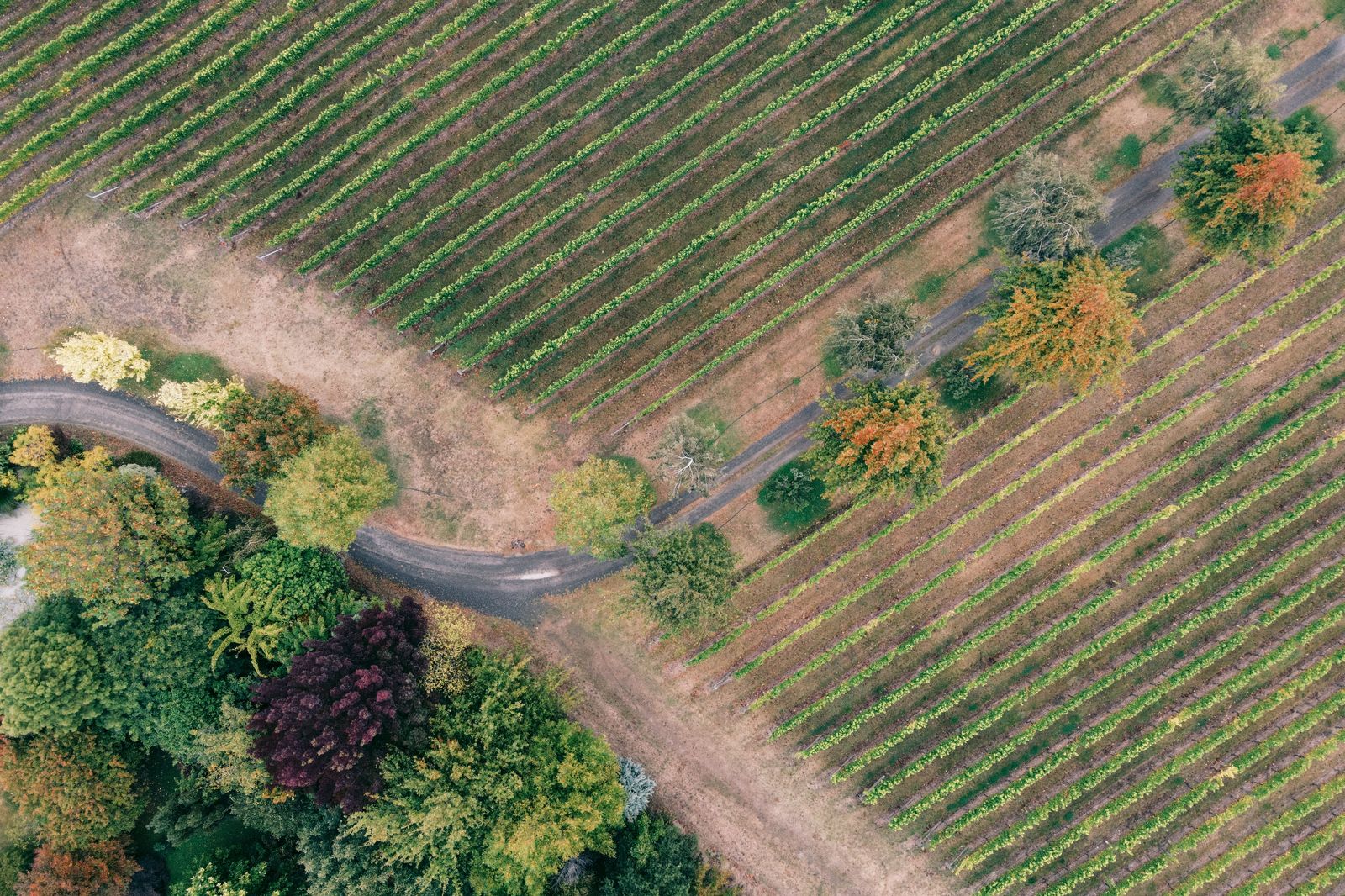 Vineyard rows in autumn, the wine-country half of many Niagara tours