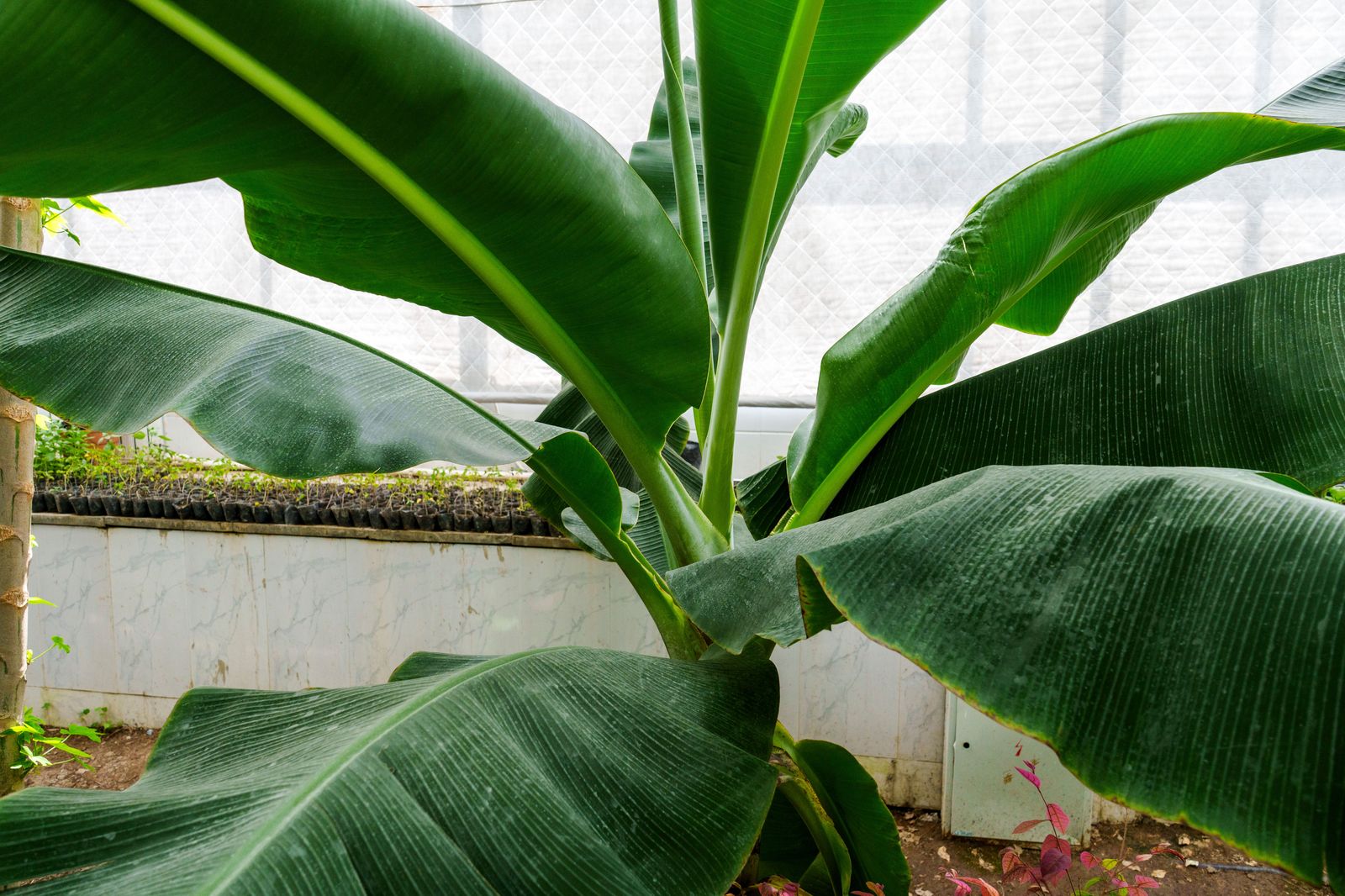 Research greenhouses of the kind found at the University of Guelph's agricultural campus