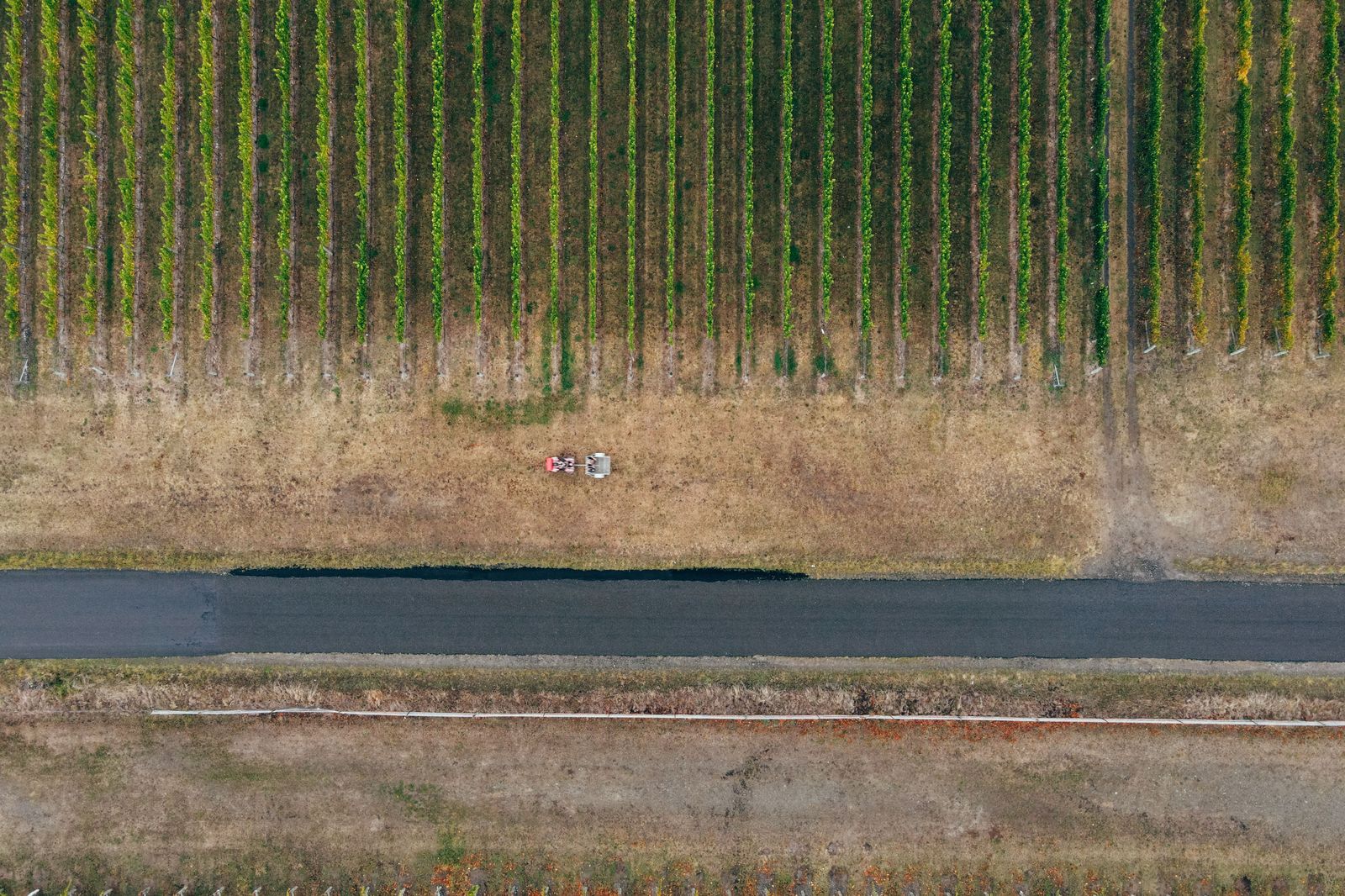 Vineyard rows in Niagara wine country in autumn