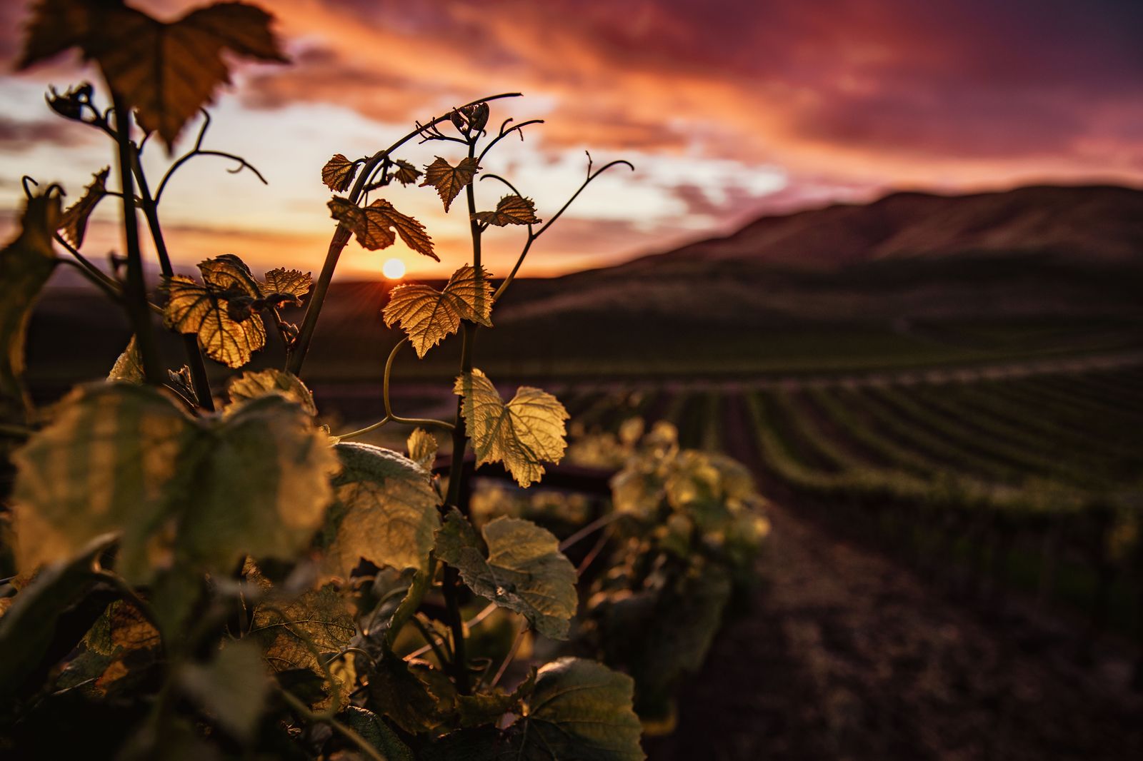 Rows of vines in Niagara wine country at sunset