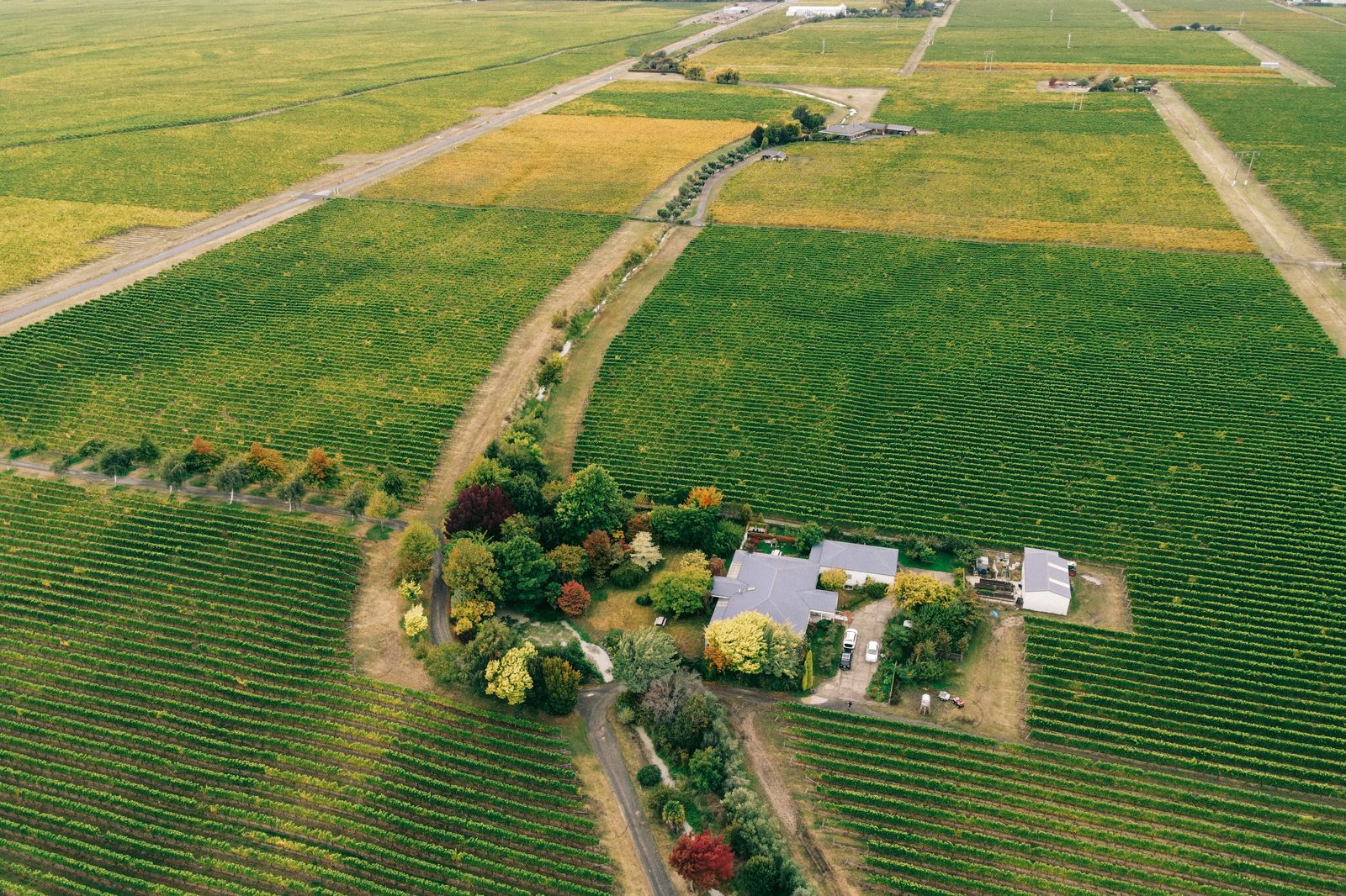 Vineyard rows near Niagara-on-the-Lake, a short drive from the Niagara Falls train station