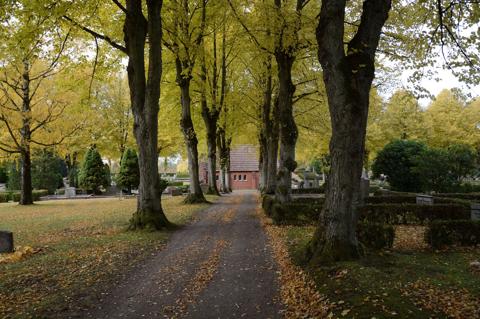 A quiet cemetery path lined with autumn trees