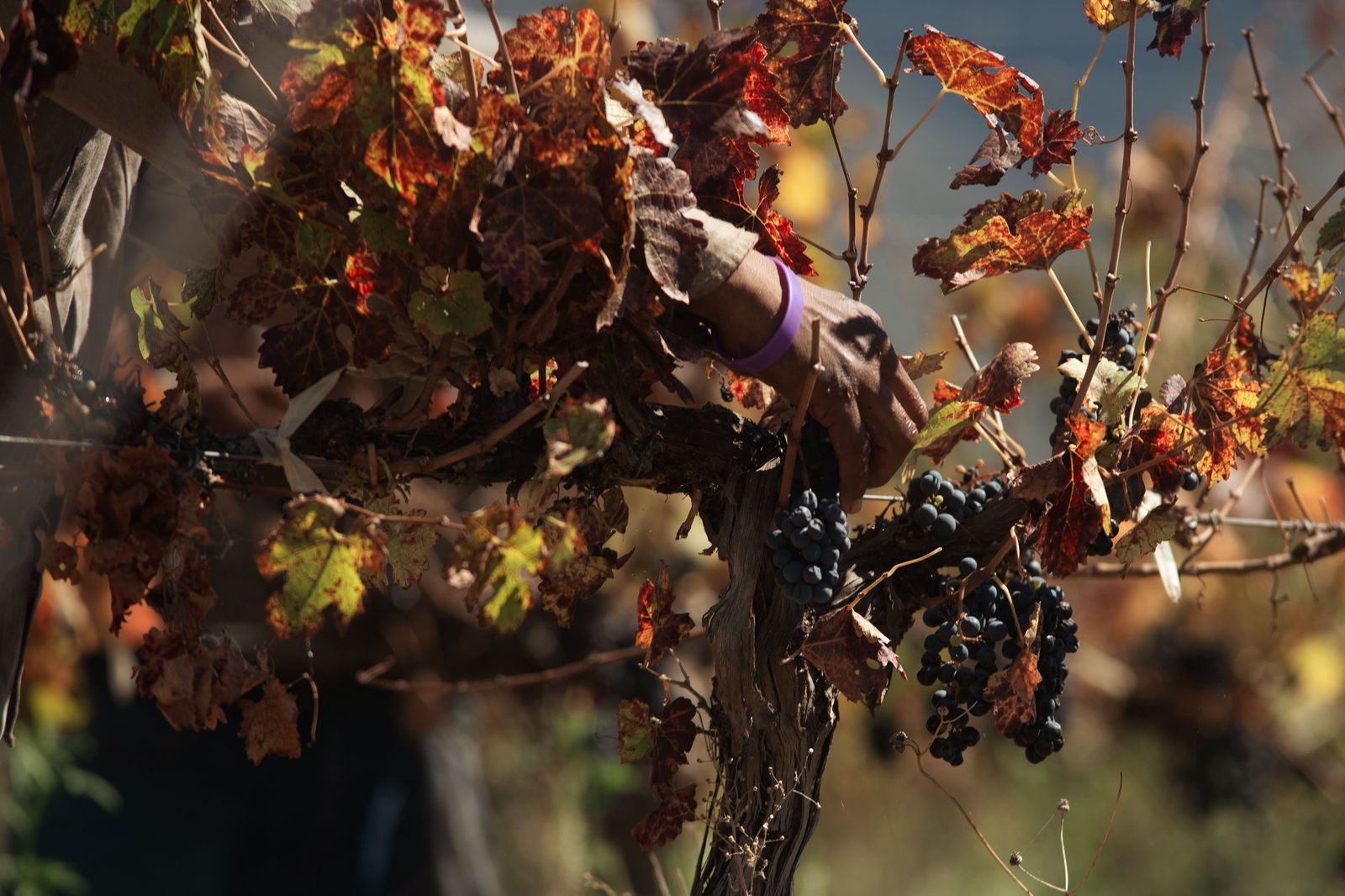 Grape harvest in a Niagara vineyard in early autumn