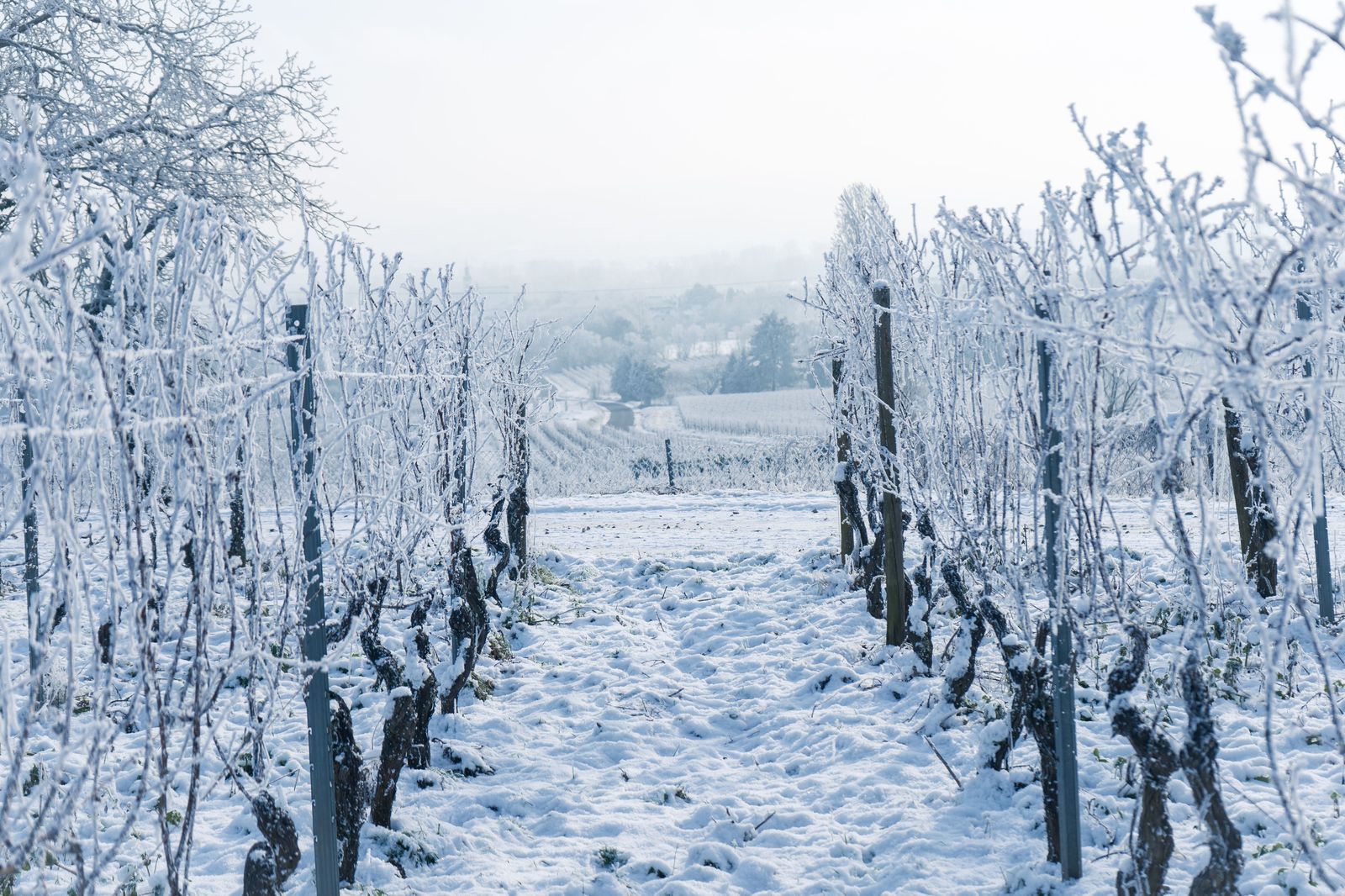Frozen grapes left on the vine for icewine in a Niagara winter
